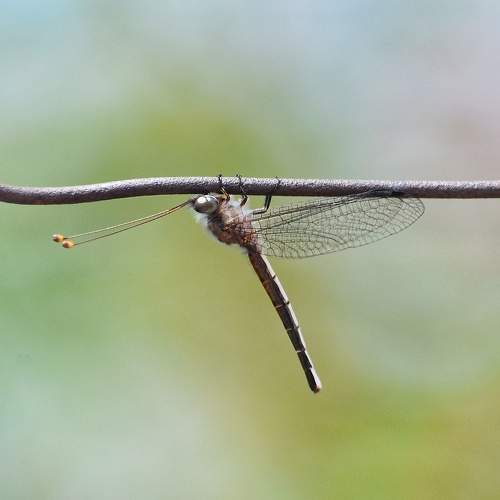 Photo #5956550