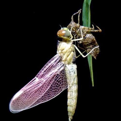 Mobile Macro