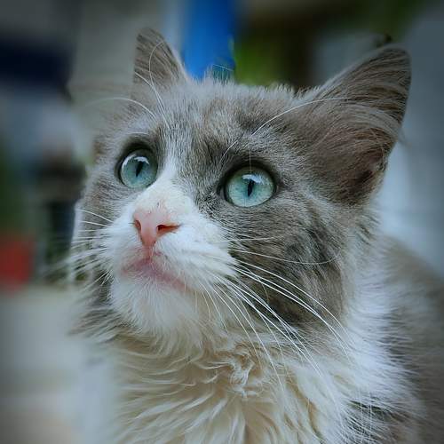 Photo #5956845
