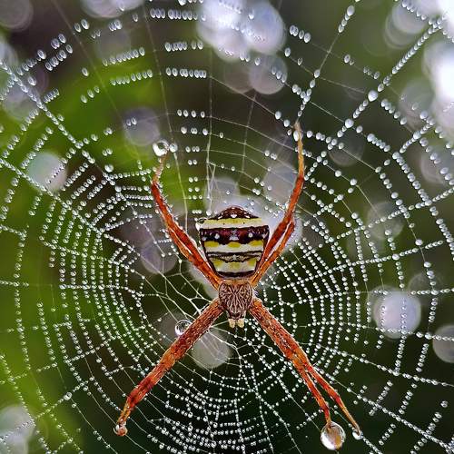 Spider web with Bokhe