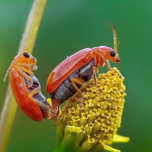 Wild love story