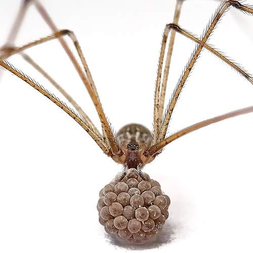 Caller Spider With Eggs