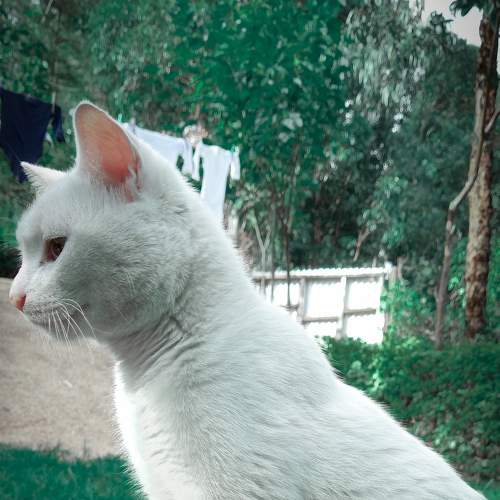 Pet