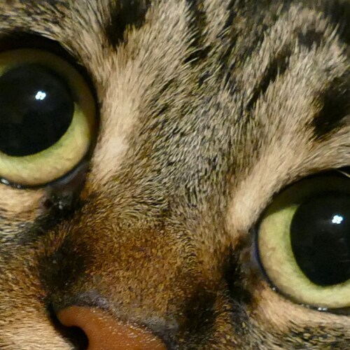 Cat eyes