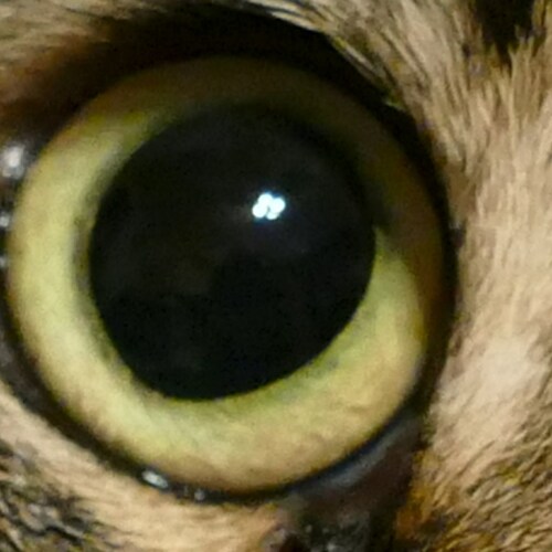 Cat eye
