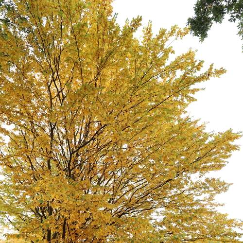 The autumn