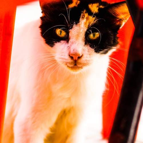 Photo #5961016