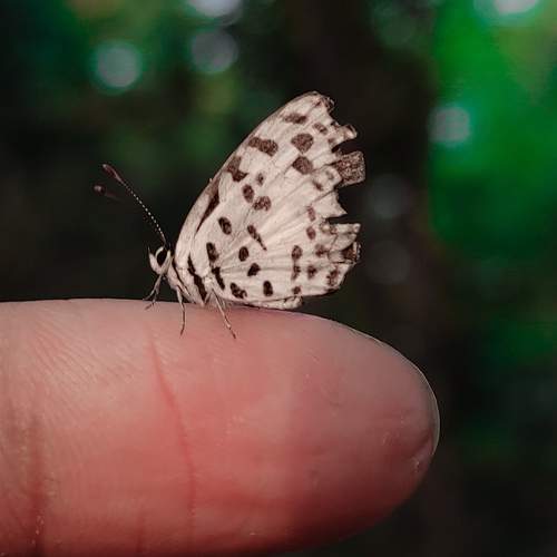 Loving Butterfly