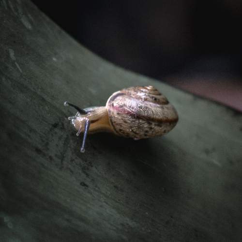 Snail