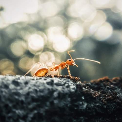 Ant Tales