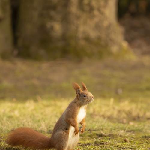 squirrel
