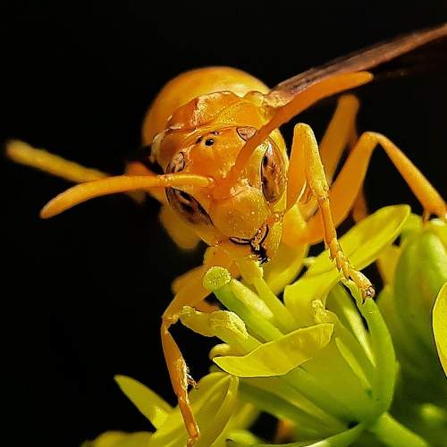 The yellow wasp killer look