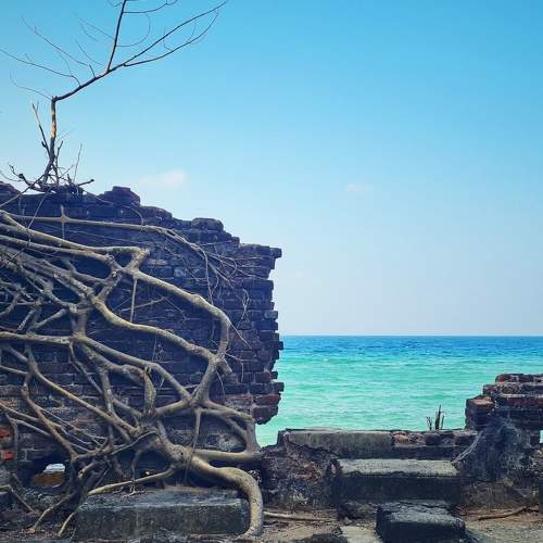 Roots of old Andaman