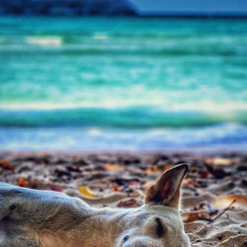 Lazy Dogs of Andaman