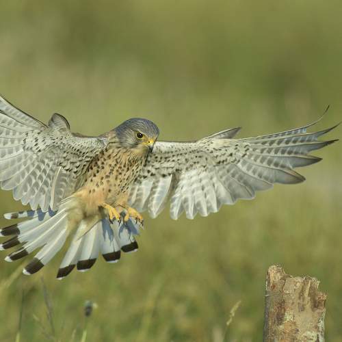 Wild Kestrel