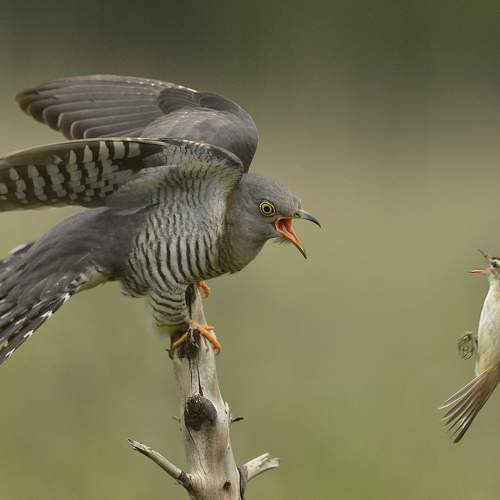 Cuckoo and Sedge Warbler