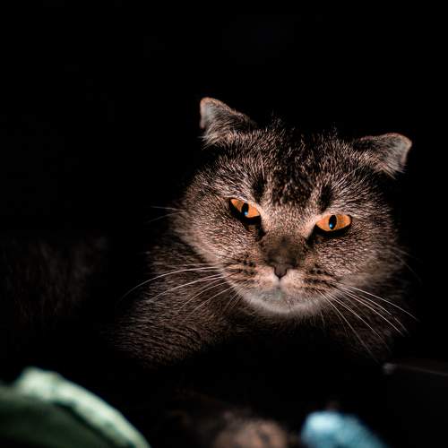 Photo #5971007
