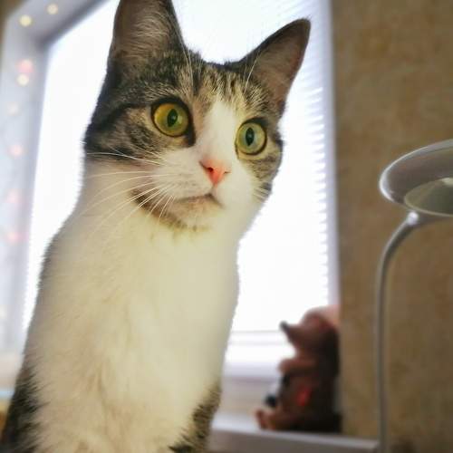 Photo #5971165