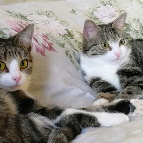 Photo #5971270