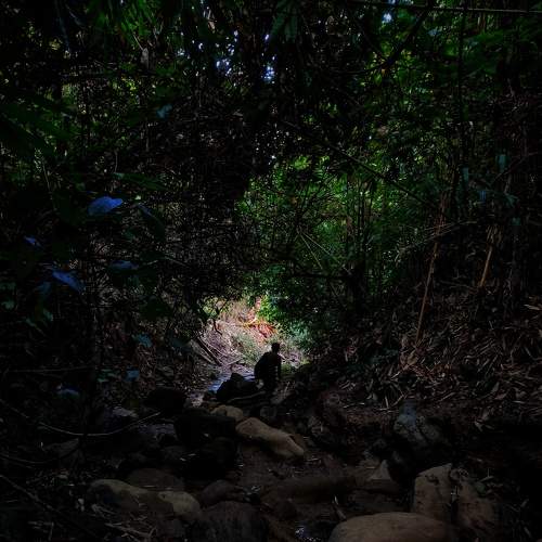 And into the forest I go to lose my mind and find my soul.