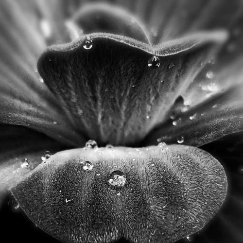 Droplets on the leaves