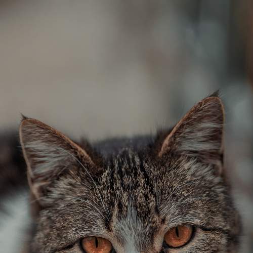 Photo #5972677