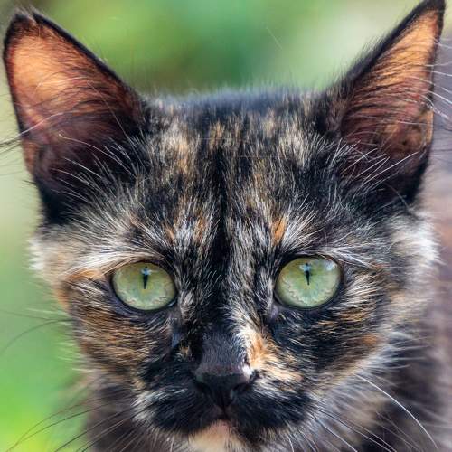 Photo #5973454