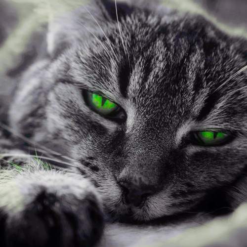 Photo #5974670