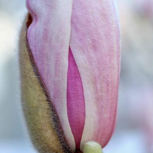 Magnolia Moment