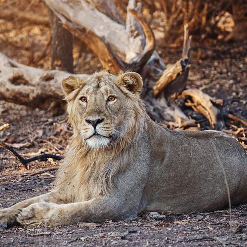 The Lion king in golden hour