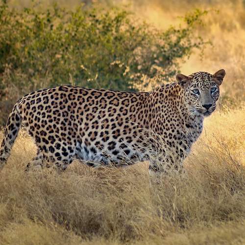 The Leopard In Evening Light