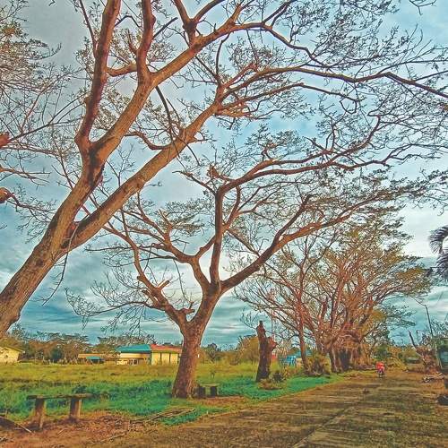 Acacia Tree