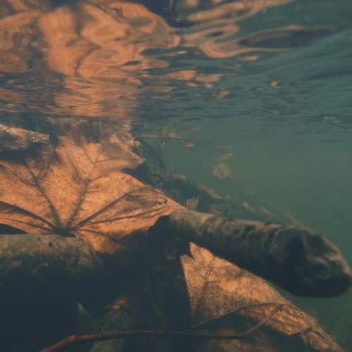 Photo #5978989