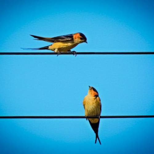 Сплетницы