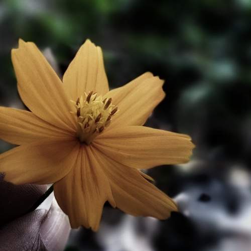 PHONEGRAPHY