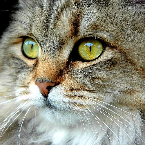 Photo #5982252