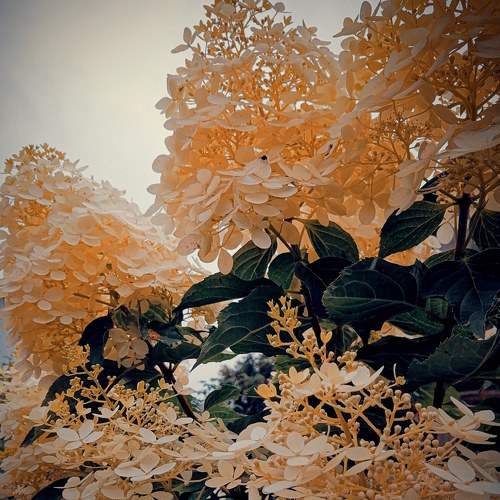 Осень дарит яркие краски