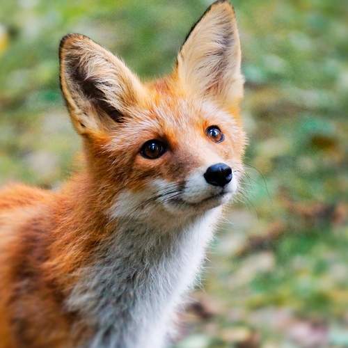 Чарующий взгляд дикой лисицы / The Enchanting Gaze of a Wild Fox