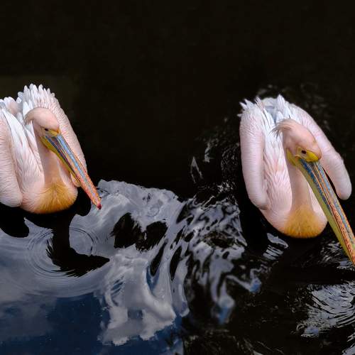Two great pelican