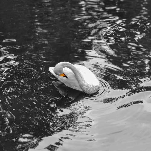 White swan on the lake
