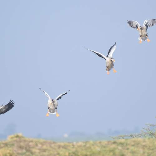 Landing !!