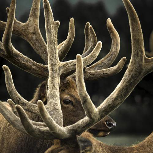 Photo #5988154