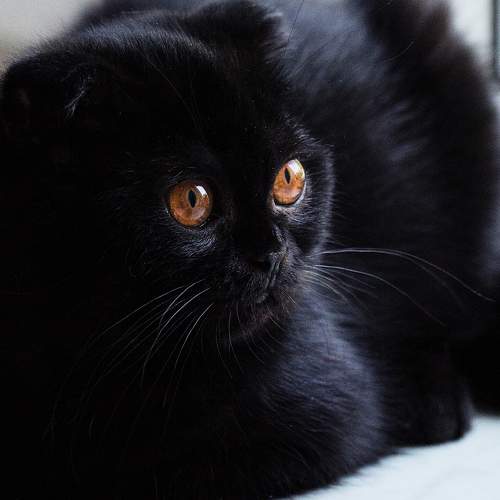 Photo #5989090