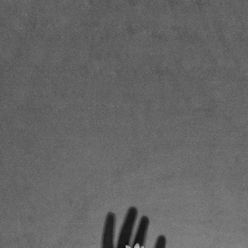 Veins to heart.