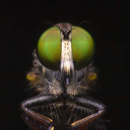 Photo #5990067