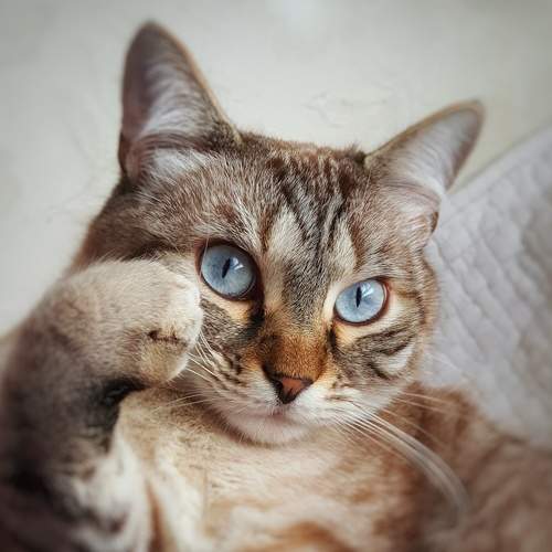 Photo #5990086