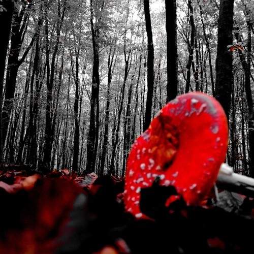 Mashroom spell