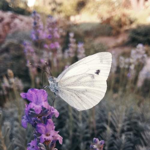 Photo #5996066