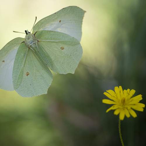 yellow butterfly