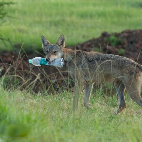 The Plastic Menace